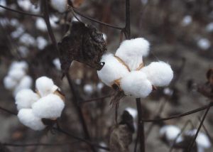 cây bông tạo thành vải cotton